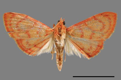 <已分類>Family：Crambidae[草螟科][00026991]