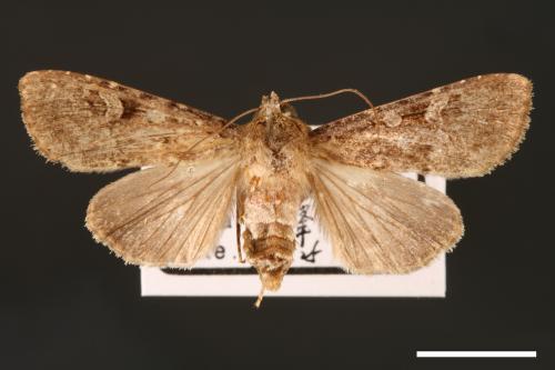 Apospasta rantaizanensis[巒大山夜蛾][00001151]