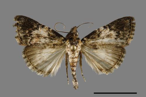 <已分類>Family：Pyralidae[螟蛾科][00032505]