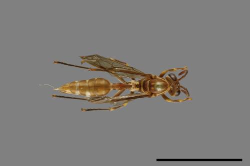 Parapolybia nodosa[叉胸異腹胡蜂][00078713]