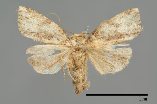 Bryophilina mollicula[00009463]