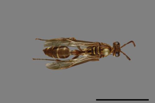 Parapolybia nodosa[叉胸異腹胡蜂][00078727]