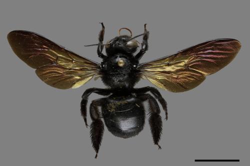 Xylocopa tranquebarorum[銅翼眥木蜂][00102791]