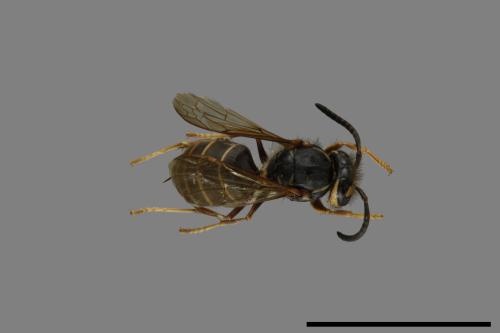 Vespula flaviceps[細黃胡蜂][00073294]