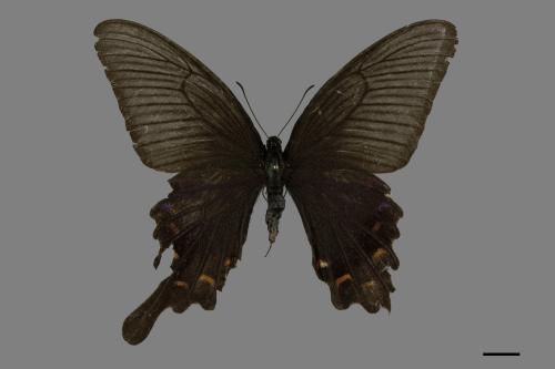 Papilio bianor thrasymedes[烏鴉鳳蝶][00093801]