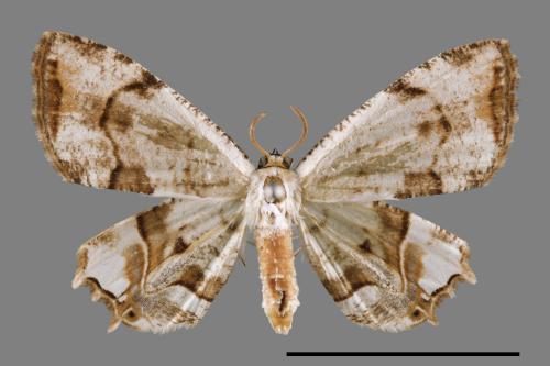 Dysaethria cretacea[粉白雙尾蛾][00012270]