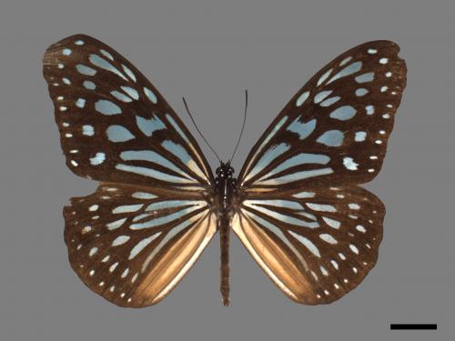 Ideopsis similis[琉球青斑蝶][00027416]