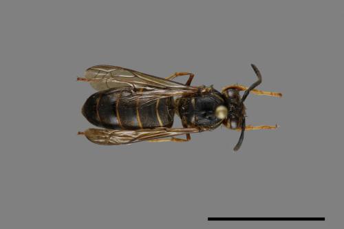 Vespula flaviceps[細黃胡蜂][00073379]