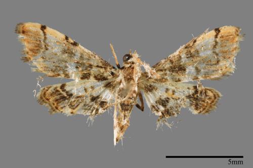 <已分類>Family：Crambidae[草螟科][00065692]