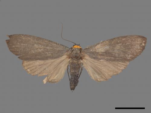 Paraona staudingeri[烏閃苔蛾][00051471]