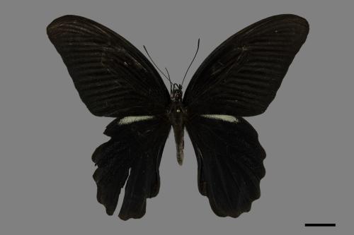 Papilio protenor protenor[黑鳳蝶][00101167]