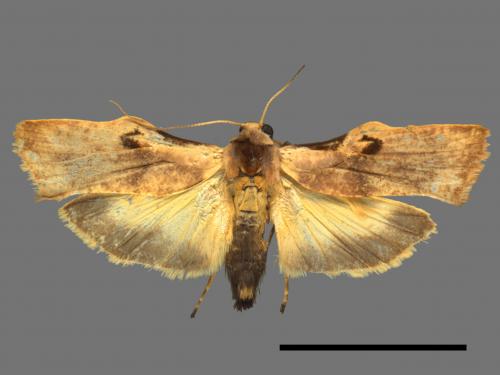 Teulisna tumida[膨圖苔蛾][00045397]