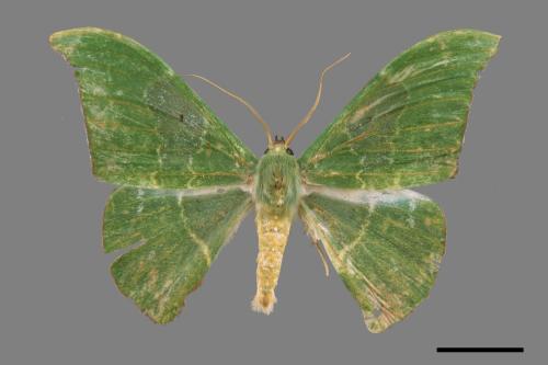 Tanaorhinus viridiluteatus[雙點鐮翅青尺蛾][00019847]