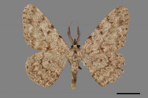 Hypomecis cineracea[齒紋灰褐尺蛾][00056444]