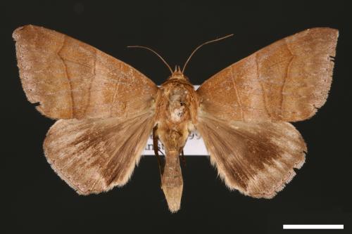 Dysgonia amygdalis[00030912]