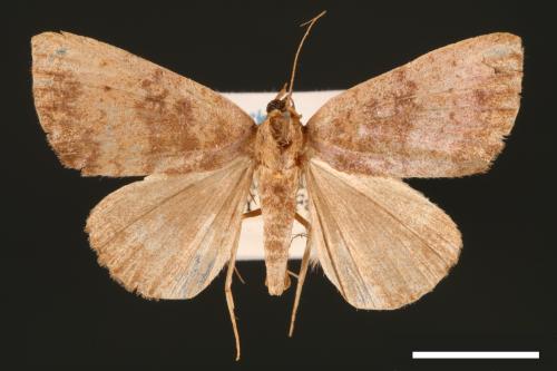 Scedopla umbrosa[00007233]