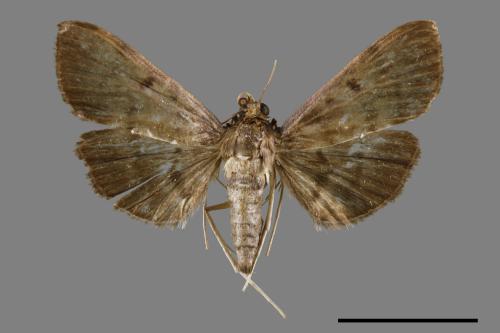 <已分類>Family：Crambidae[草螟科][00065614]