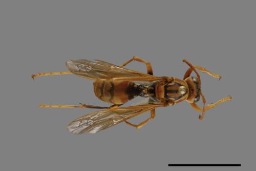 Polistes jokahamae[果馬蜂][00074361]