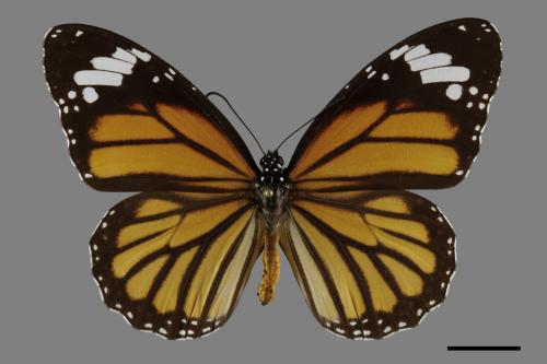 Danaus genutia[黑脈樺斑蝶][00094488]