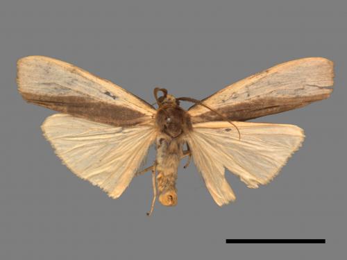 Agylla divisa[梯雙分華苔蛾][00058212]