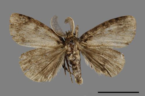 Ilema kosemponica[甲仙毒蛾][00051126]