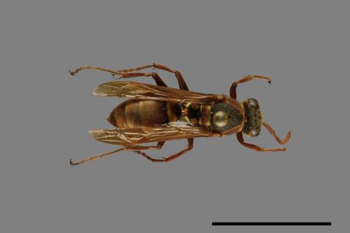 Polistes takasagonus[雙斑長腳蜂][00072654]