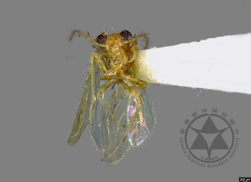 <已分類>Family：Psyllidae[木蝨科][00076946]