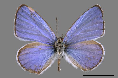 Celastrina lavendularis himilcon[埔里琉璃小灰蝶][00015289]