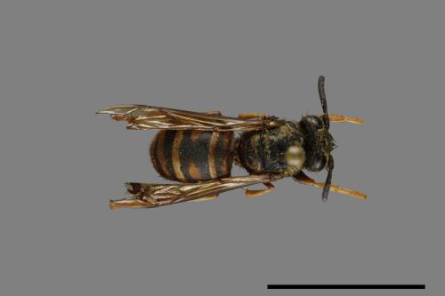 Vespula rufa[北方黃胡蜂][00072839]