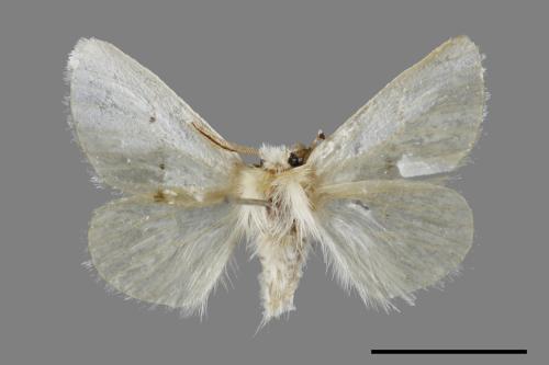 <已分類>Genus：Euproctis[00059408]