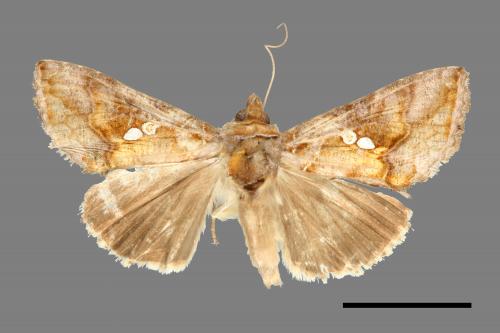 Chrysodeixis eriosoma[南方錁夜蛾][00003462]