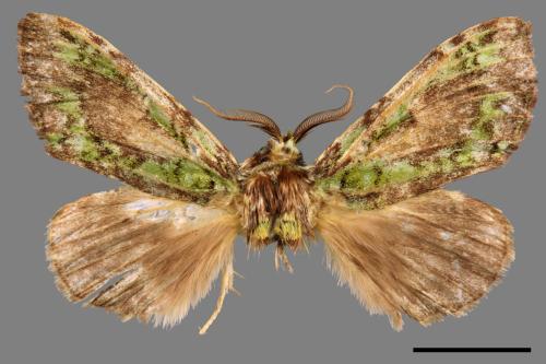 Somera viridifusca viridifusca[瑟舟蛾][00069609]