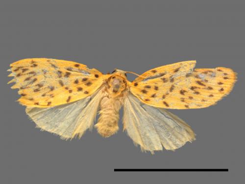 Asura alikangiae[關山豔苔蛾][00058705]