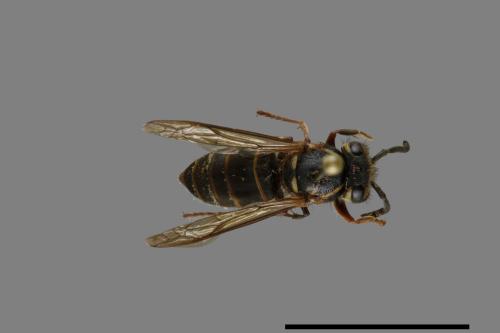 Vespula flaviceps[細黃胡蜂][00072963]