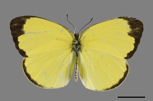 Eurema blanda arsakia[臺灣黃蝶][00101527]