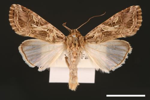 Spodoptera litura[斜紋夜蛾][00002805]