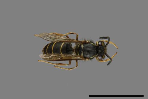 Vespula flaviceps[細黃胡蜂][00073337]