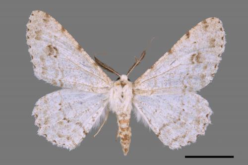 Lassaba parvalbidaria parvalbidaria[污雪雙斑尺蛾][00039507]