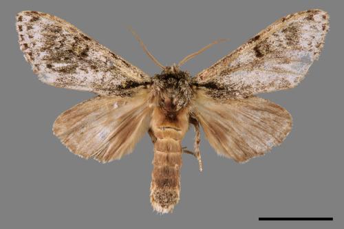 Pheosiopsis cinerea formosana[喜夙舟蛾][00057333]