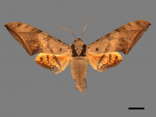 Ambulyx sericeipennis[臺灣鷹翅天蛾][00017415]