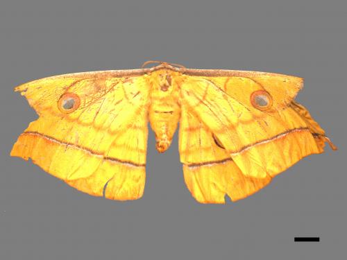 Antheraea yamamai superba[大透目天蠶蛾][00016168]