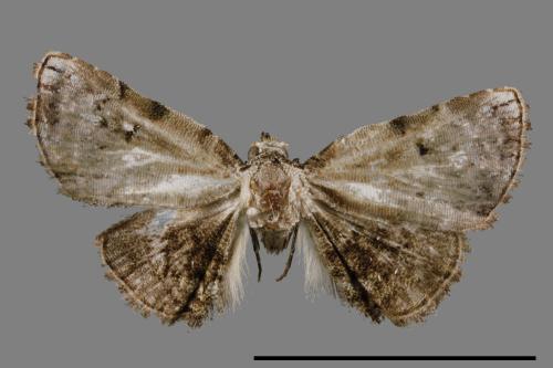 Mataeomera biangulata[00008611]