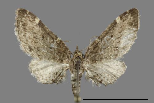 <已分類>Family：Geometridae[尺蠖蛾科][00091366]