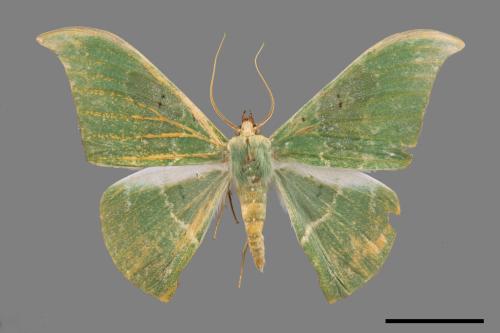 Tanaorhinus viridiluteatus[雙點鐮翅青尺蛾][00055824]