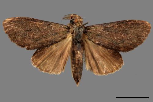 Syntypistis cyanea[青胯白舟蛾][00015923]