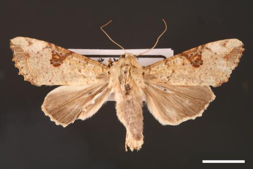Tiracola plagiata[掌夜蛾][00001202]