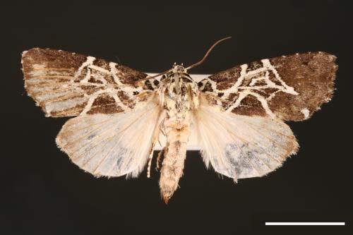 Lophonycta neoconfusa[新交蘭紋夜蛾][00002905]