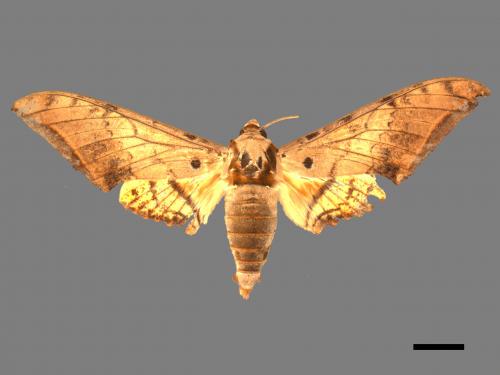 Ambulyx sericeipennis[臺灣鷹翅天蛾][00017435]