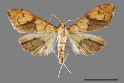 <已分類>Family：Crambidae[草螟科][00064441]