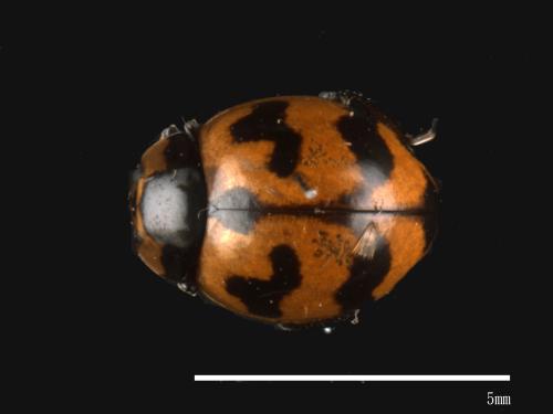 Coccinella transversalis[狹臀瓢蟲][00013052]